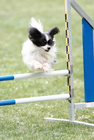 Giga agility