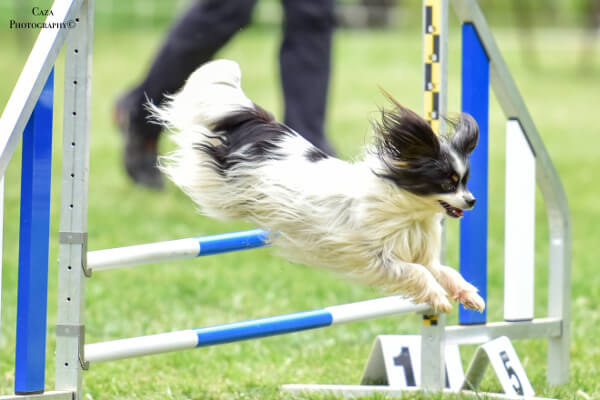 Giga agility