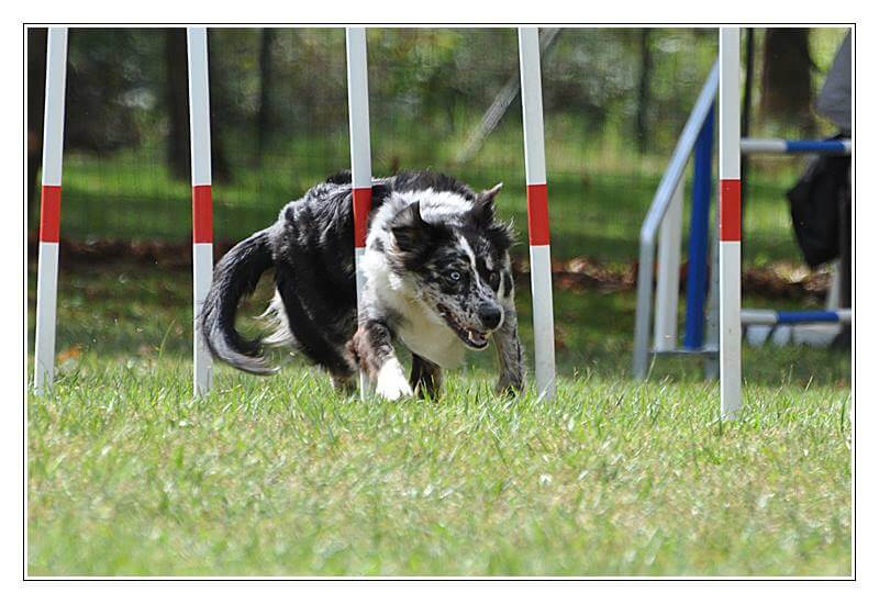 Yéti agility