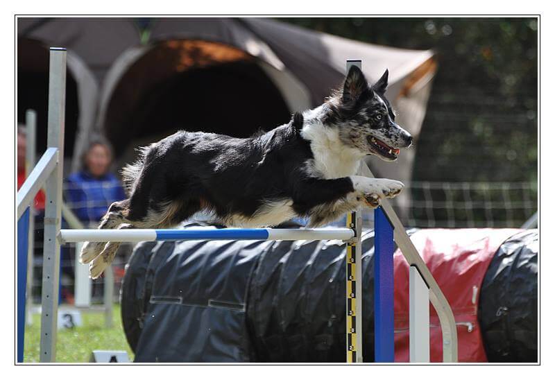 Yéti agility