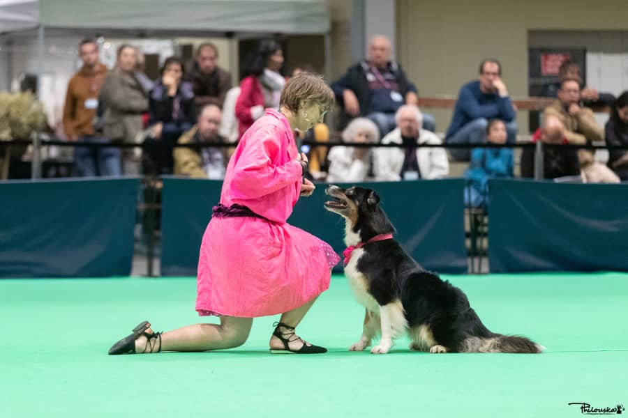 Izarra dogdancing