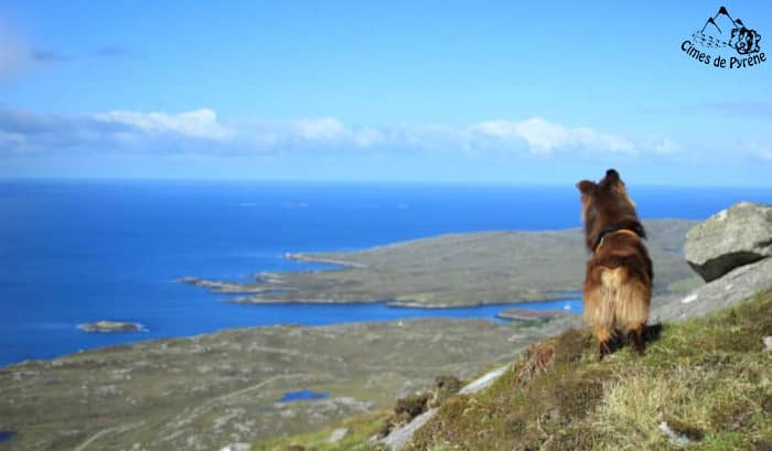 Sparky, de dos, en Ecosse