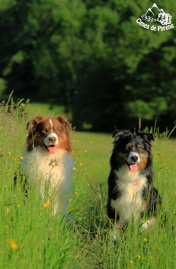 Izarra dans les grandes herbes