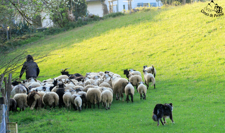 Yéti au troupeau