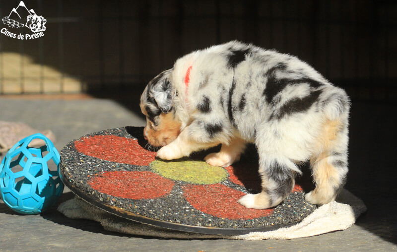 Mini agility pour chiots