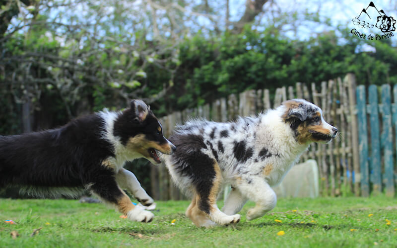 Chiots au jardin