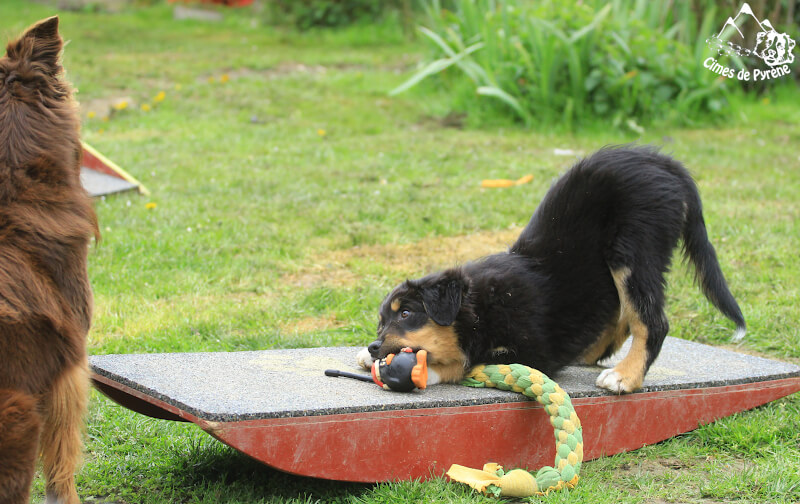 Mini agility pour chiots