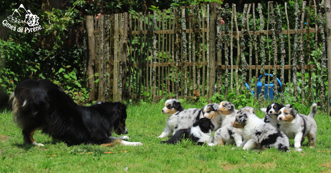 Izarra appel au jau à ses chiots