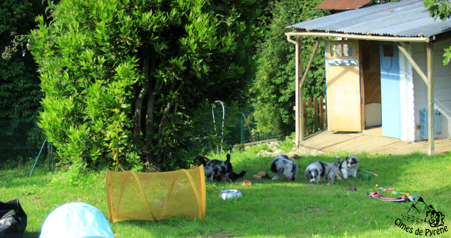 Chiots au jardin