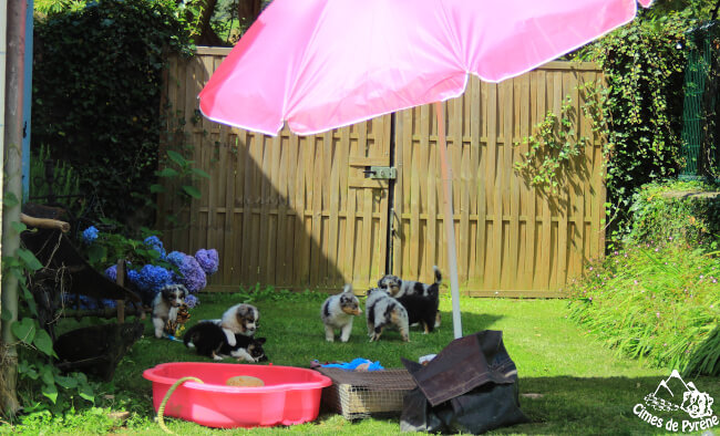 Chiots au jardin