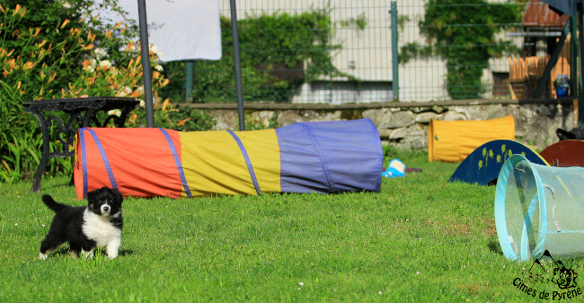 Mini agility pour chiots