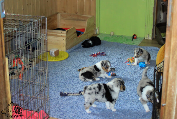 Chiots dans la pièce des chiens