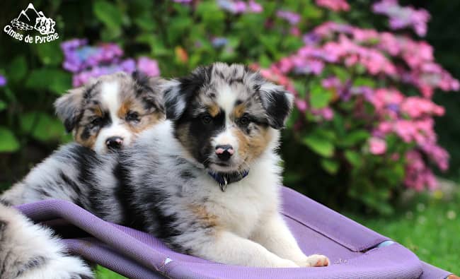 Chiots merles