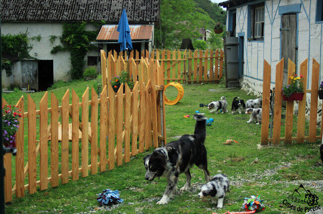Chiots au jardin