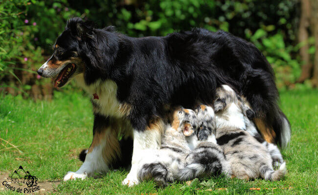 Chiots en train de têter