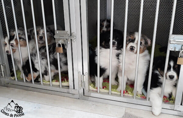 Chiots en voiture