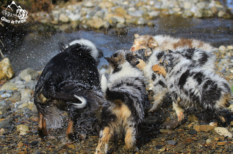 Chiots au ruisseau