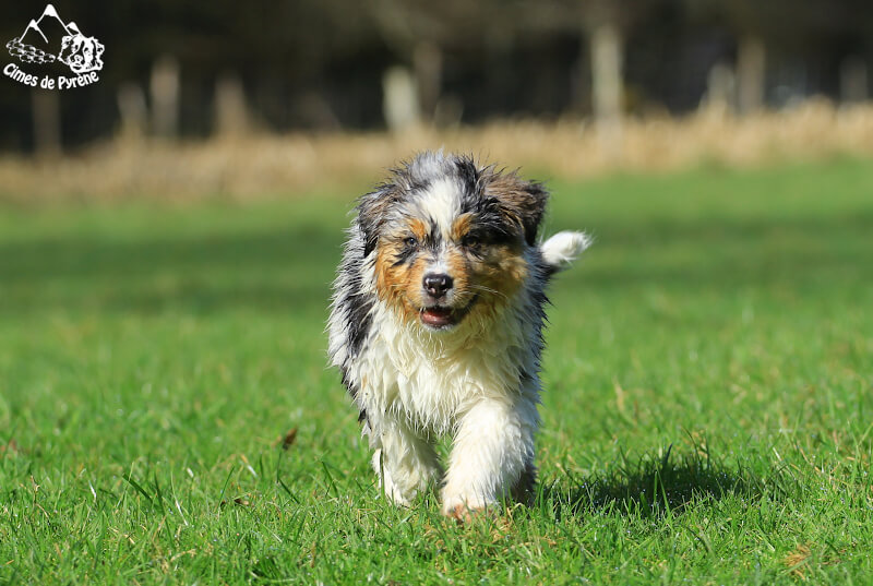 chiot tout mouillé qui galoppe