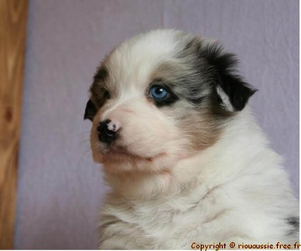 photo de Cobalt deep blue