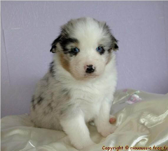 photo de Cobalt deep blue