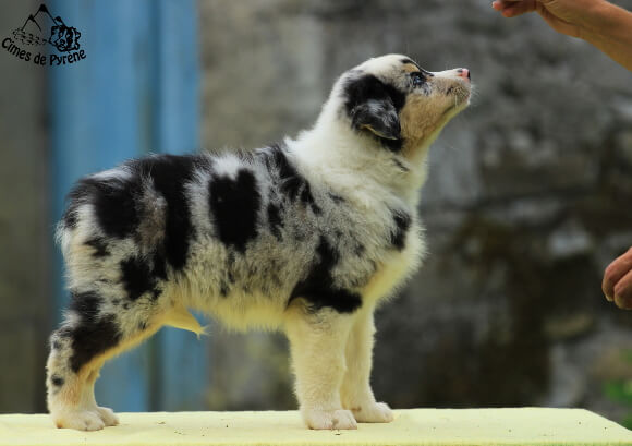 photo de WTCH ATCH-III Nikita
