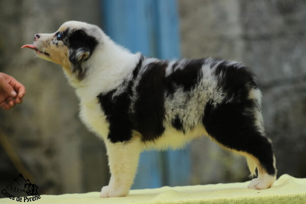 photo de WTCH ATCH-III Nikita