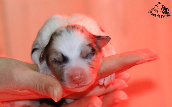 photo de WTCH ATCH-III Nikita