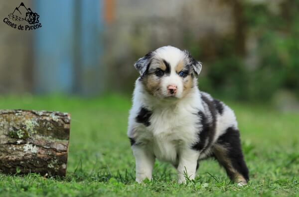 photo de WTCH ATCH-III Nikita