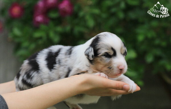 photo de WTCH ATCH-III Nikita