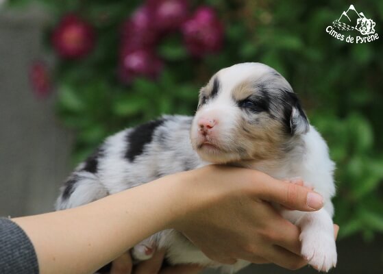 photo de WTCH ATCH-III Nikita