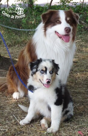 photo de WTCH ATCH-III Nikita
