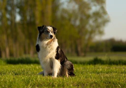 photo de WTCH ATCH-III Nikita