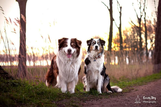 photo de WTCH ATCH-III Nikita