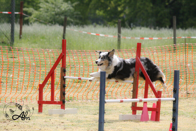 photo de WTCH ATCH-III Nikita