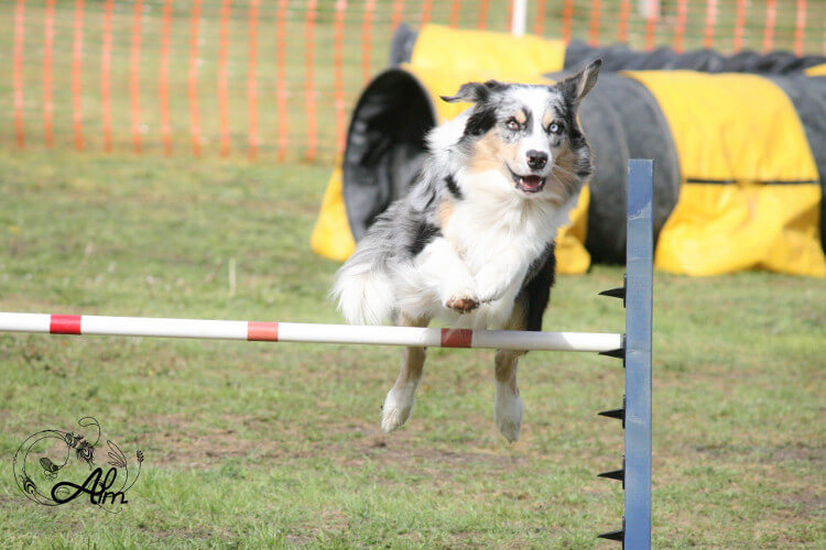 photo de WTCH ATCH-III Nikita