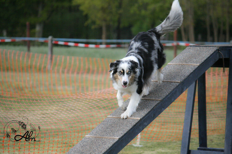 photo de WTCH ATCH-III Nikita