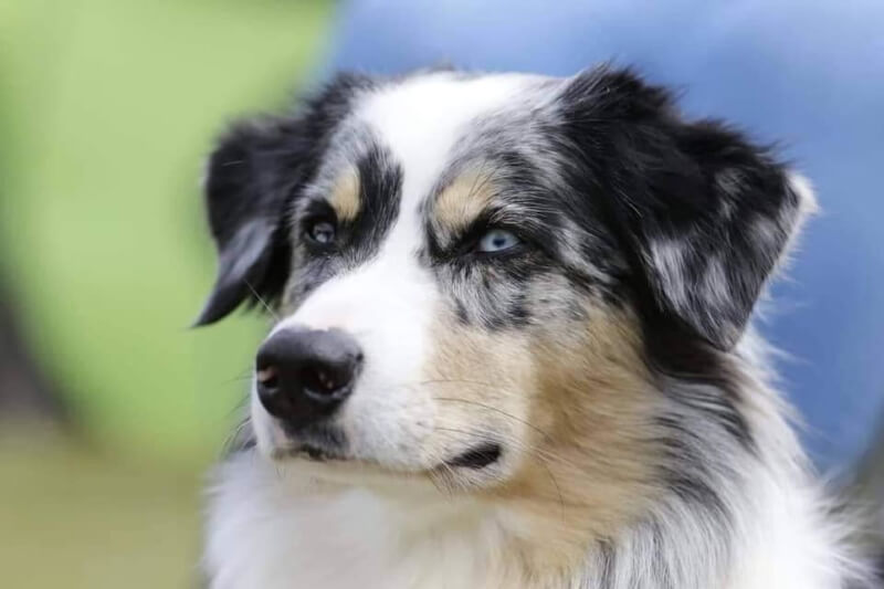 photo de WTCH ATCH-III Nikita