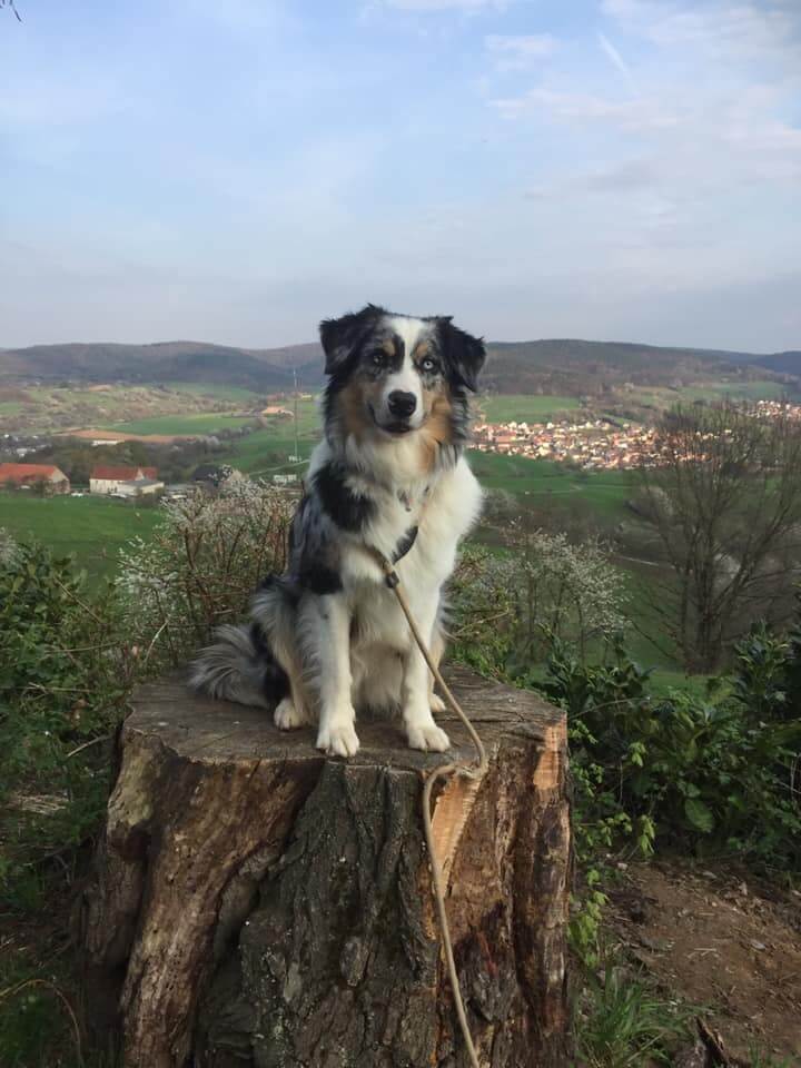 photo de WTCH ATCH-III Nikita