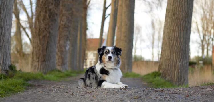 photo de WTCH ATCH-III Nikita