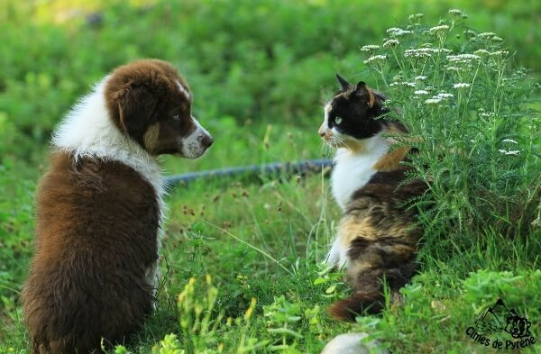Calisson, le chat avec les chiots