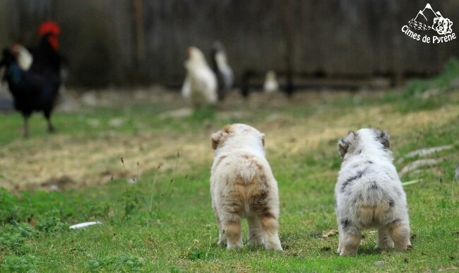 Chiots regardant les poules