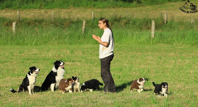 Chiots en promenade