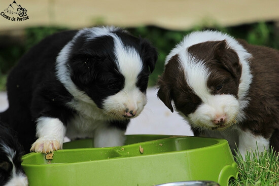 Complément alimentaire pour chien sportif et chiots 100% naturel