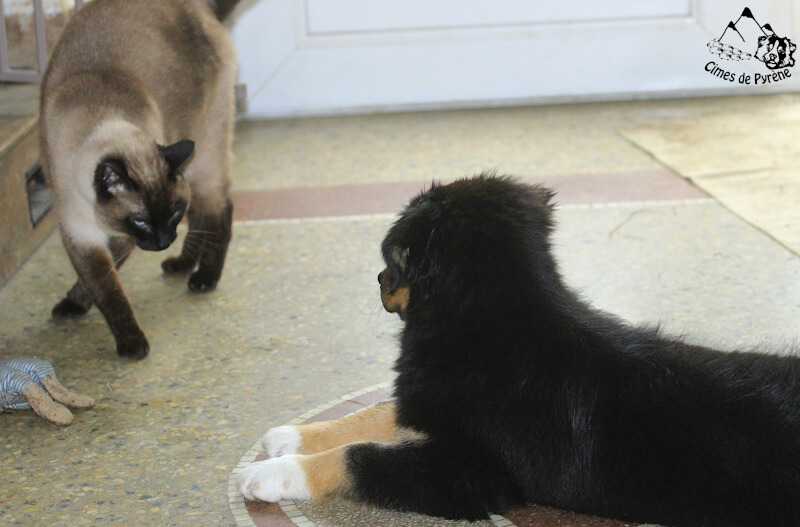Tonka avec le chat