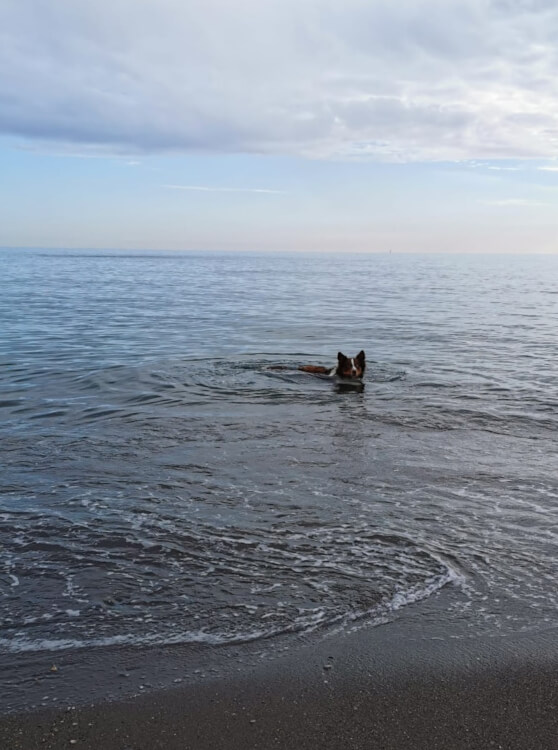 photo de Okoumé