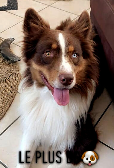 photo de Okoumé