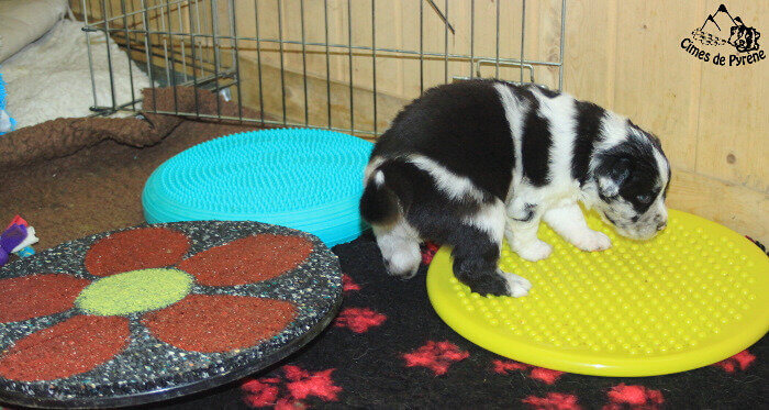 Mini agility pour chiots
